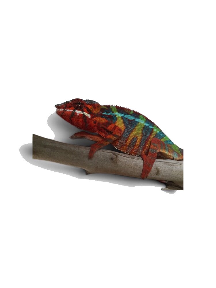 Panther chameleon on a branch.