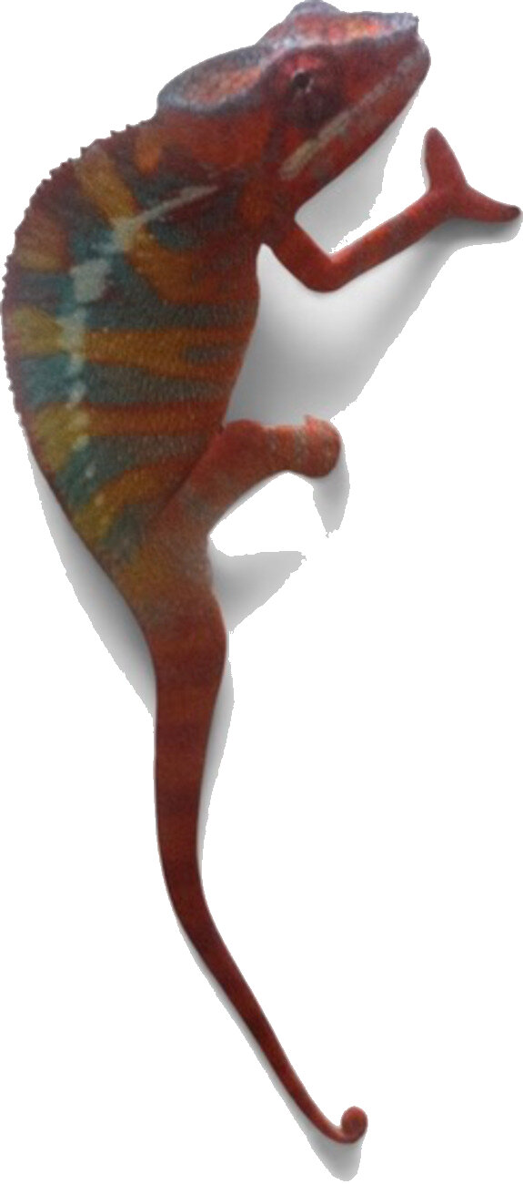 A panther chameleon climbing upward.