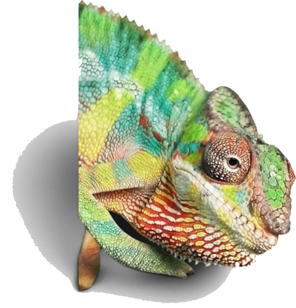 Green panther chameleon.