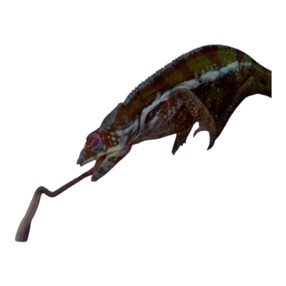 Panther chameleon striking.