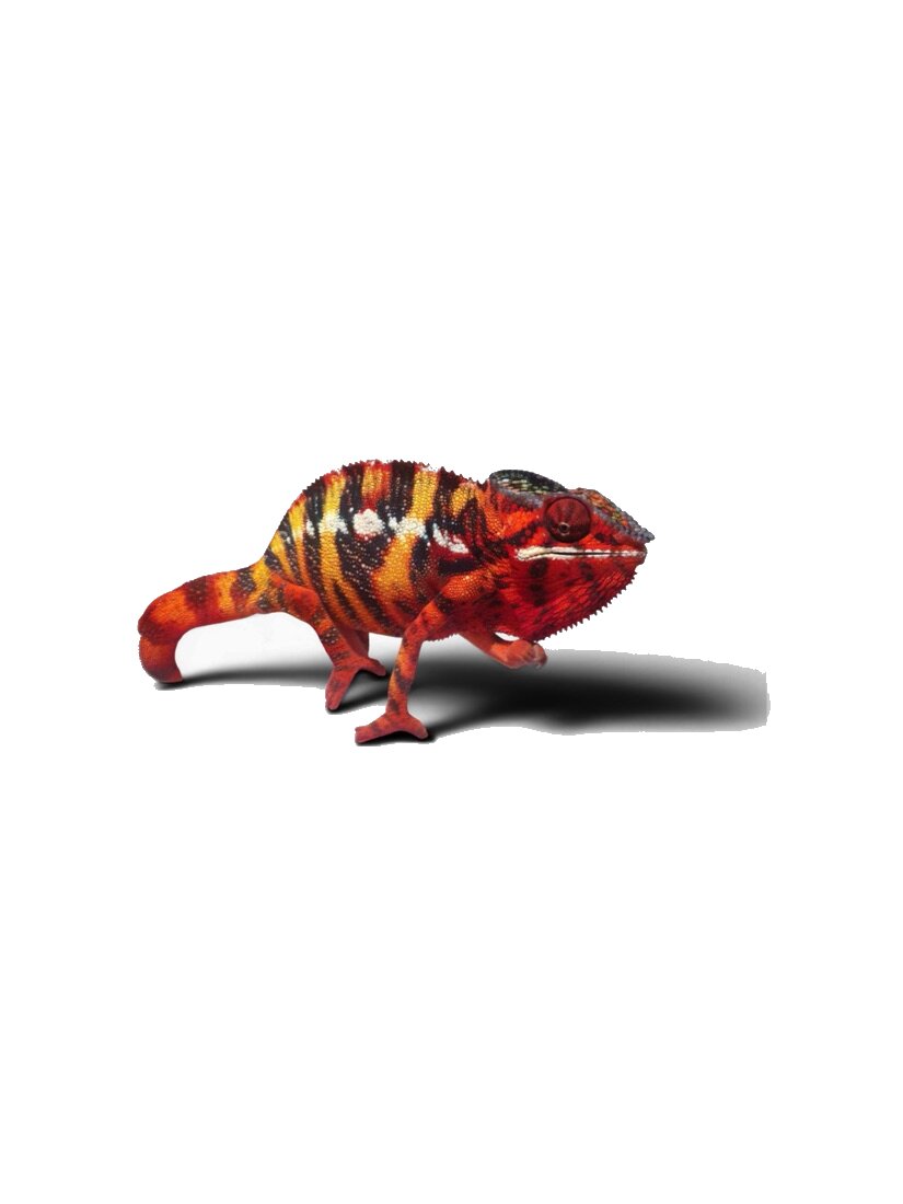 Panther chameleon walking.
