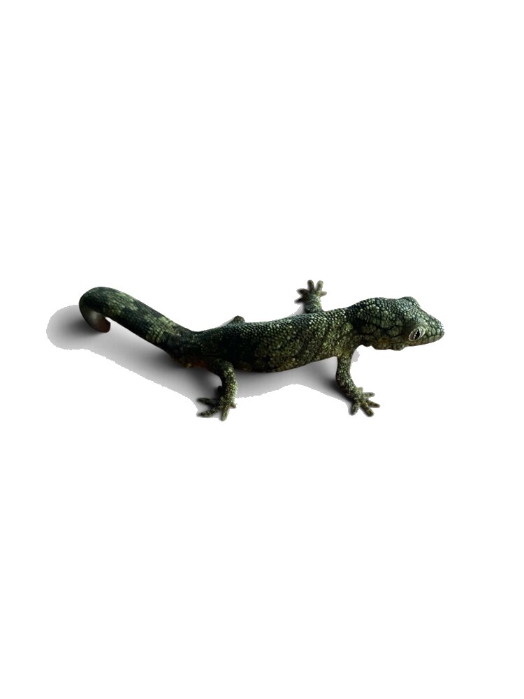 Green gecko.
