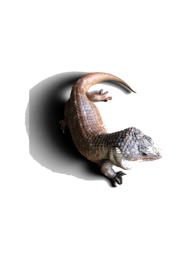 Skink.
